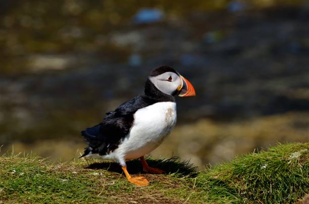 istock Treshnish Isles Wildlife 1013283414