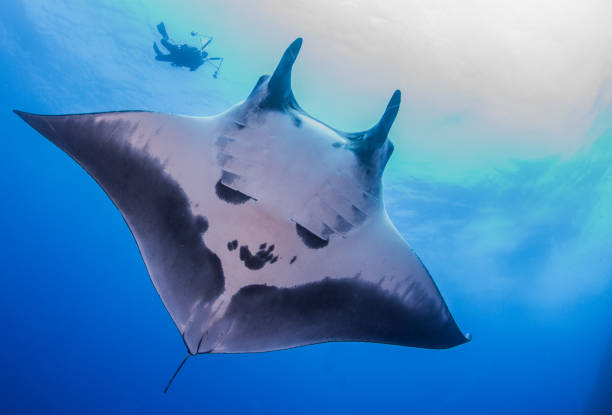 istock Manta Ray at Roca Partida, Mexico 1013283450