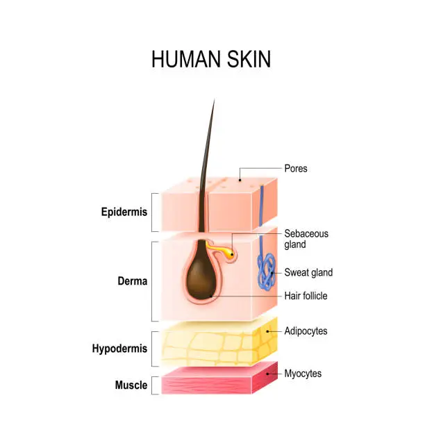 Vector illustration of Layers of Healthy Human Skin