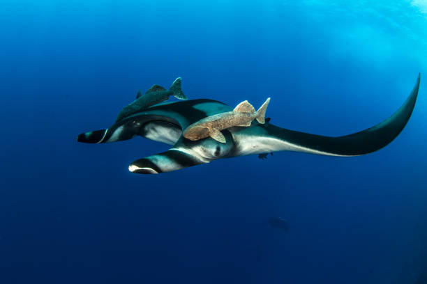 istock Manta Ray at Roca Partida, Mexico 1013286122