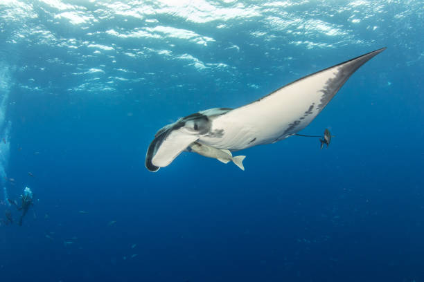 istock Manta Ray at Roca Partida, Mexico 1013286232