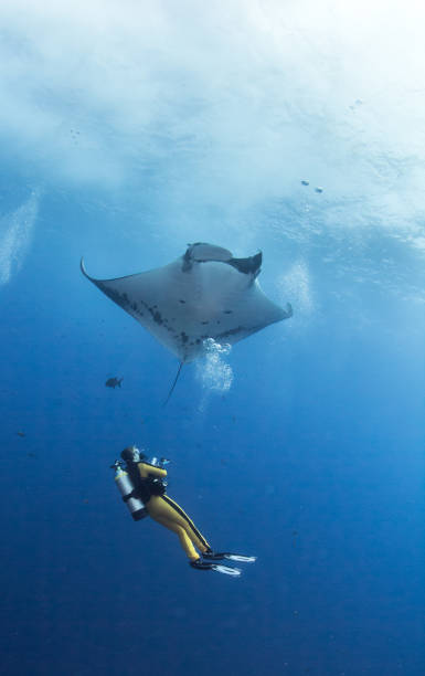 istock Manta Ray at Roca Partida, Mexico 1013286252