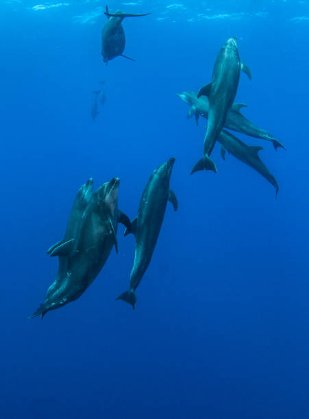 istock Bottlenose Dolphins at Roca Partida, Mexico 1013286522