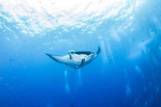 istock Manta Ray at Roca Partida, Mexico 1013289758