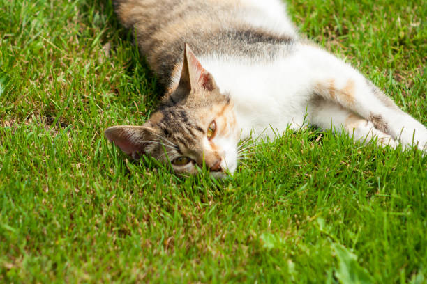 istock A young cat lies on the grass, rests and plays 1013293138