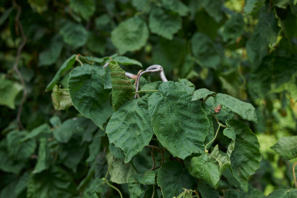 istock Corylus avellana contorta 1013293222