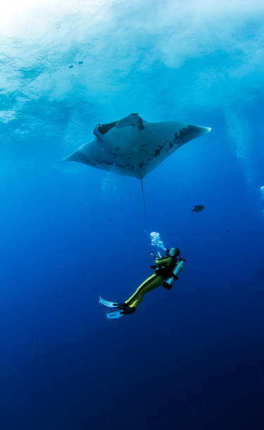 istock Manta Ray at Roca Partida, Mexico 1013293744