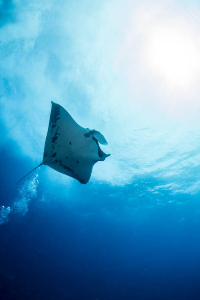 istock Manta Ray at Roca Partida, Mexico 1013293784