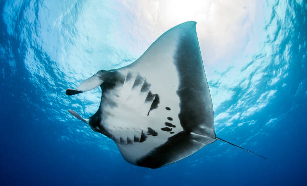 istock Manta Ray at Roca Partida, Mexico 1013293822