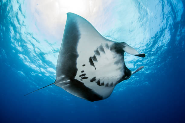 istock Manta Ray at Roca Partida, Mexico 1013293866