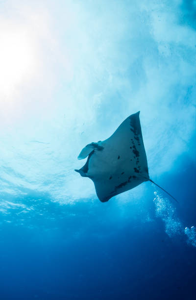 istock Manta Ray at Roca Partida, Mexico 1013293892