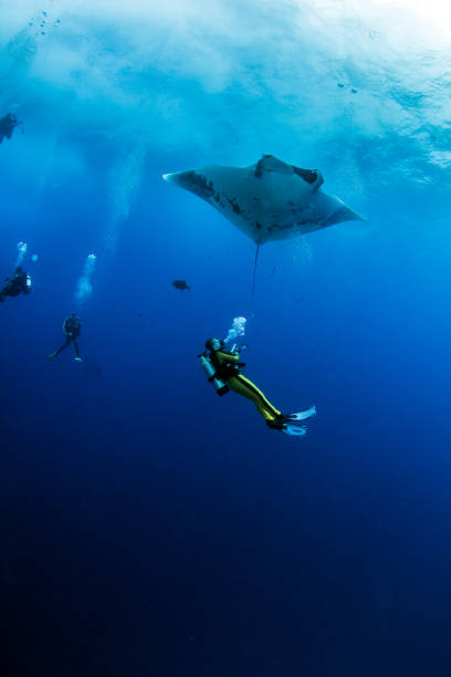 istock Manta Ray at Roca Partida, Mexico 1013293982