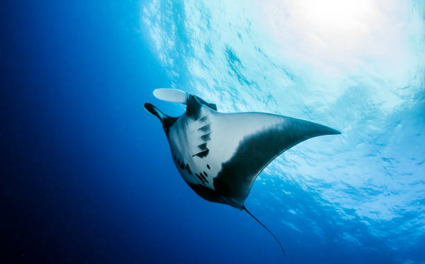 istock Manta Ray at Roca Partida, Mexico 1013294186