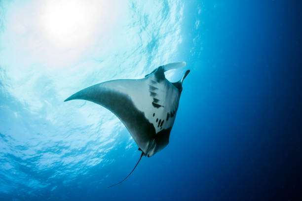 istock Manta Ray at Roca Partida, Mexico 1013296066