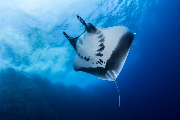 istock Manta Ray at Roca Partida, Mexico 1013296134