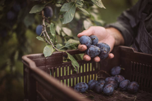 урожай сливы. фермеры руки со свежесобранными сливами - plum стоковые фото и изображения