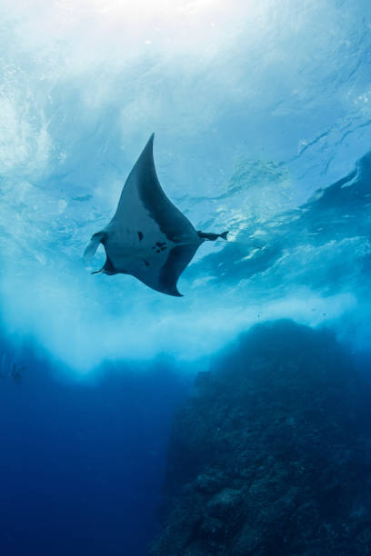istock Manta Ray at Roca Partida, Mexico 1013296204