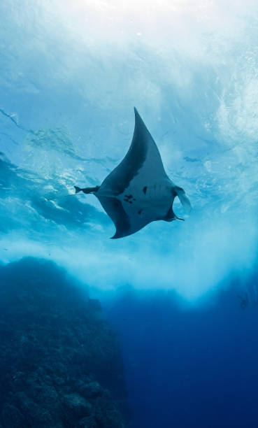 istock Manta Ray at Roca Partida, Mexico 1013296282