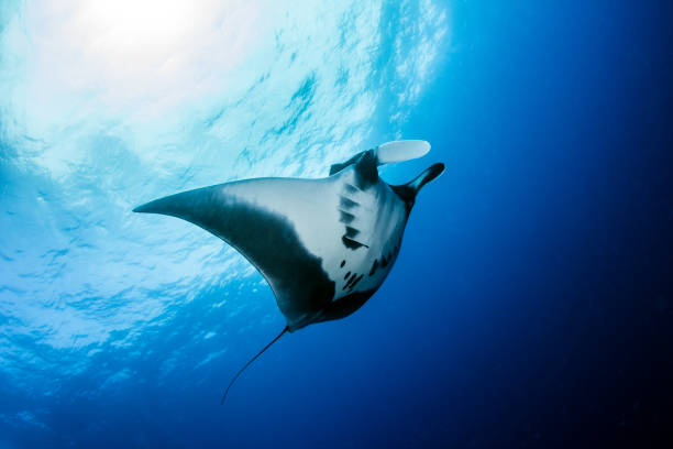 istock Manta Ray at Roca Partida, Mexico 1013296482