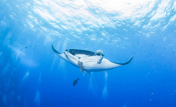 istock Manta Ray at Roca Partida, Mexico 1013296712