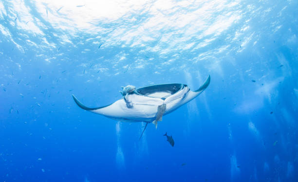 istock Manta Ray at Roca Partida, Mexico 1013296756
