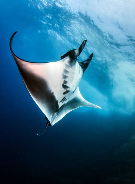 istock Manta Ray at Roca Partida, Mexico 1013296974