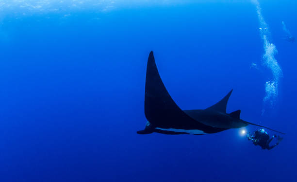 istock Black Manta Ray at Roca Partida, Mexico 1013297190