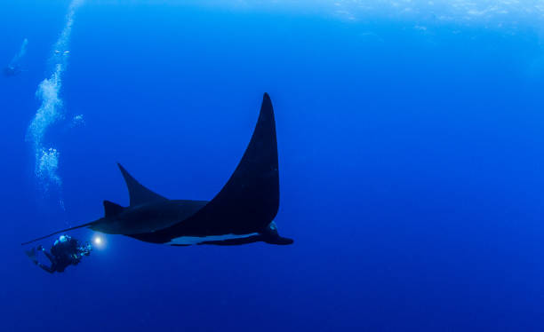 istock Black Manta Ray at Roca Partida, Mexico 1013297260