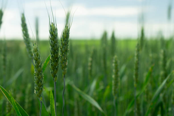 istock Wheat field. Green wheat. Agriculture. 1013302626