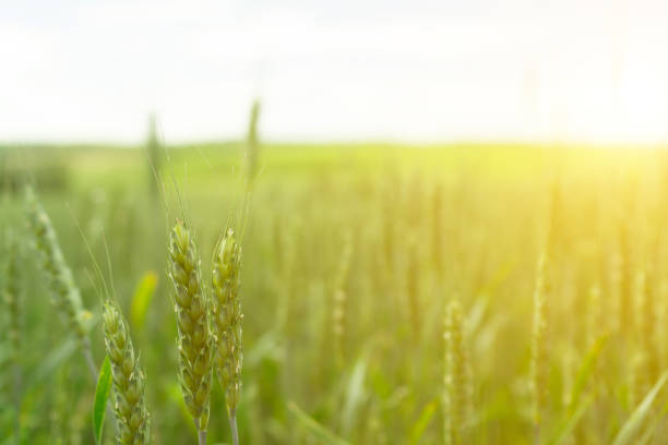 istock Wheat field. Green wheat. Agriculture. 1013302742