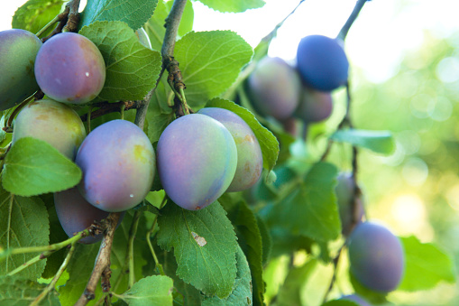 The damson or damson plum (Prunus domestica) green and purple plums on tree among green leaves