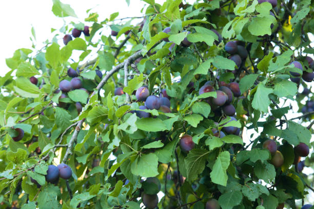 istock The damson or damson plum (Prunus domestica) 1013302764