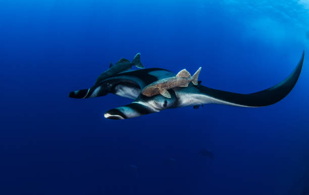 istock Manta Ray at Roca Partida, Mexico 1013303006
