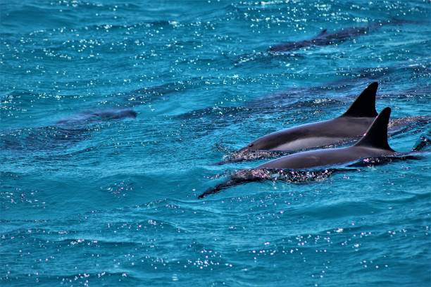 istock Dolphins Swimming near Oahu Hawaii 1013306300