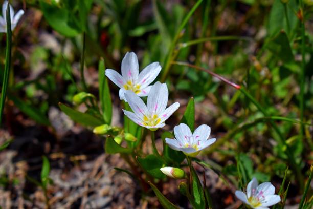 istock Tiny wildflowers, surrounded by green leaves, bloom after snow melt in the Wind Rivers Range of the Rocky Mountains in the Titcomb Basin, Wyoming, United States. 1013319270