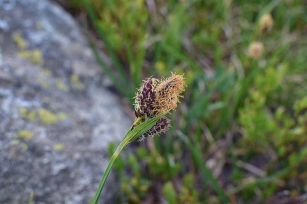 istock Tiny wildflowers, surrounded by green leaves, bloom after snow melt in the Wind Rivers Range of the Rocky Mountains in the Titcomb Basin, Wyoming, United States. 1013319436