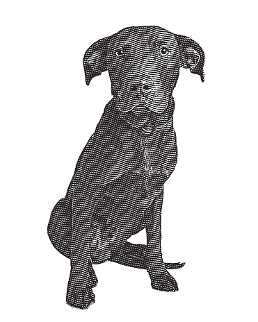 Engraving illustration of a Labrador Retriever dog in animal shelter hoping to be adopted