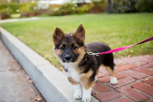 Photo of Cute Dog Standing on Front Yard