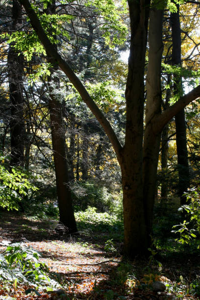 A Footpath in Arnold Arboretum