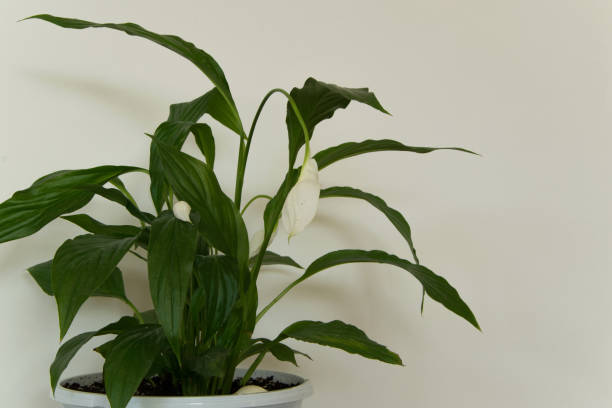 istock Isolated decorative houseplant - Spathiphyllum on white background 1013345080