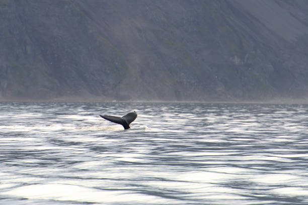 istock Tail of a Whale above the water 1013345386
