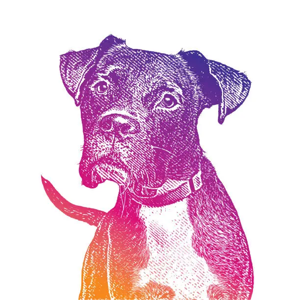 Vector illustration of Boxer dog with head cocked