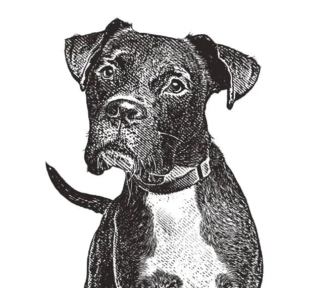 Vector illustration of Boxer dog with head cocked