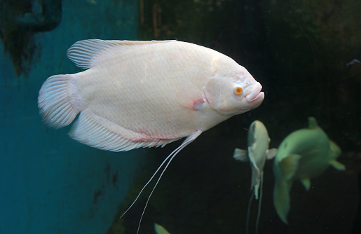 White Giant gourami fish (Osphronemus goramy) swimming in aquarium tank.