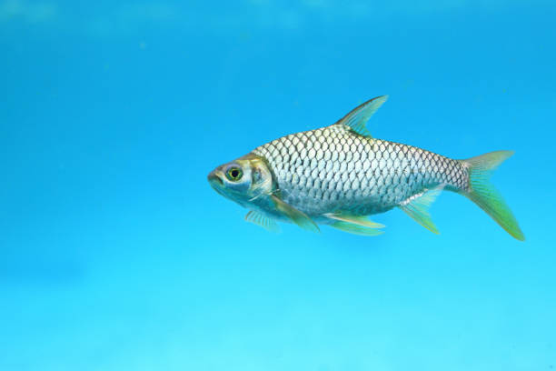 Silver barb swimming in water - fish in aquarium.