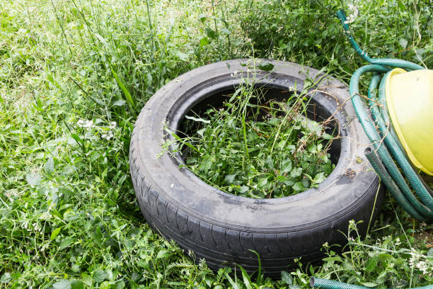 istock Standing water trapped in tire and containers breed mosquito 1013374368