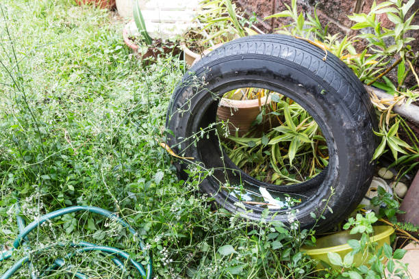 istock Standing water trapped in tire and containers breed mosquito 1013374406