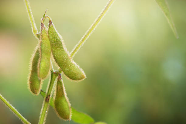 istock Soybeans in a Louisiana Field 1013382108