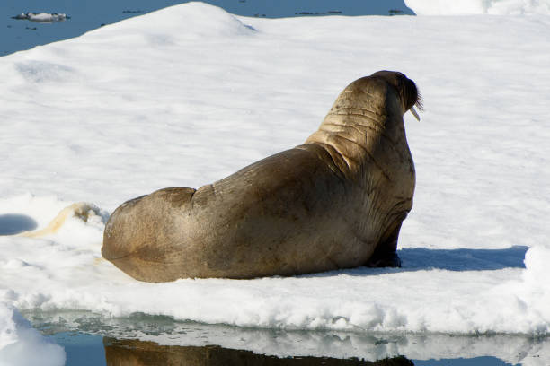 istock Beautiful strong Walrus in Arctic 1013382462