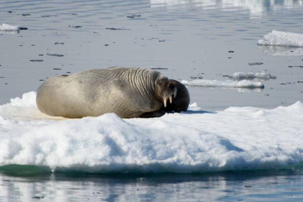 istock Walrus on the snow in Arctic 1013382656